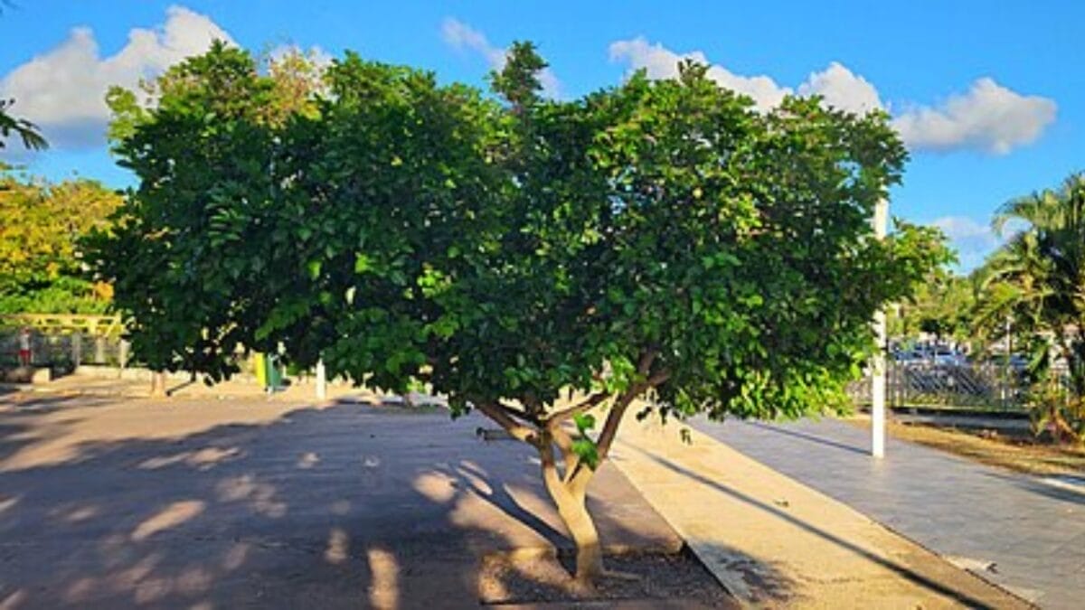 Florida's Shift from Citrus to Sustainable Indian Trees 4 Florida's Shift from Citrus to Sustainable Indian Trees - pongamia pinnata tree wc