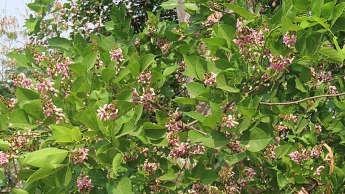Florida's Shift from Citrus to Sustainable Indian Trees 6 Florida's Shift from Citrus to Sustainable Indian Trees - pongamia with flowers wc