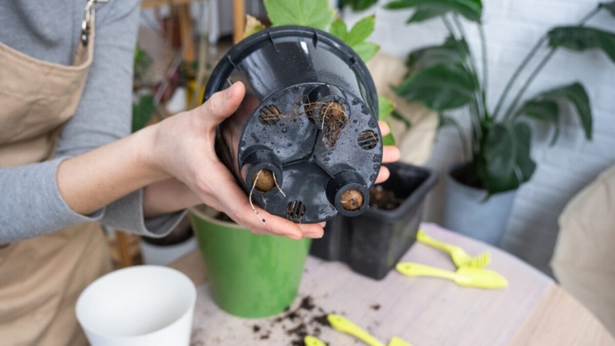 10 Things Expert Gardeners Do to Create a Lush Outdoor Container Garden 5 10 Things Expert Gardeners Do to Create a Lush Outdoor Container Garden - pot drain ss2278712767