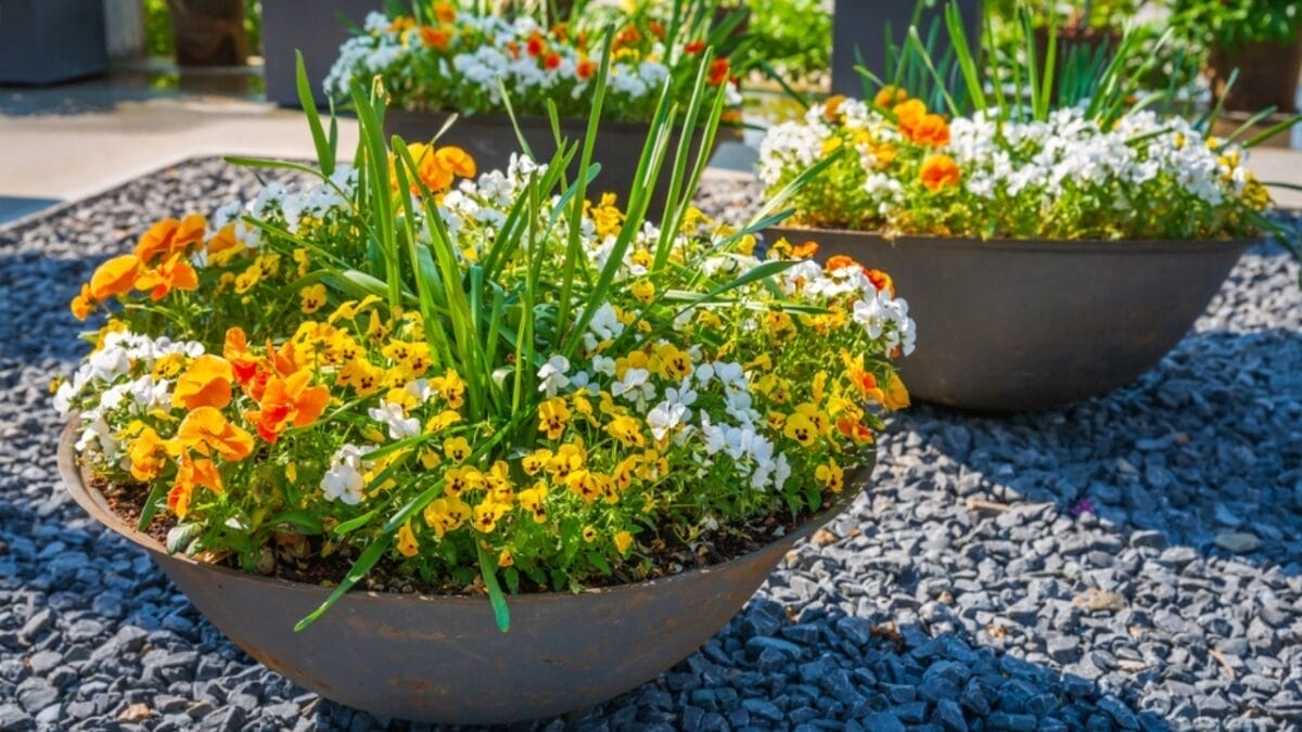 10 Tips for Perfectly Arranging Outdoor Plant Pots Like a Pro 11 10 Tips for Perfectly Arranging Outdoor Plant Pots Like a Pro - pot with rocks ss2331023479