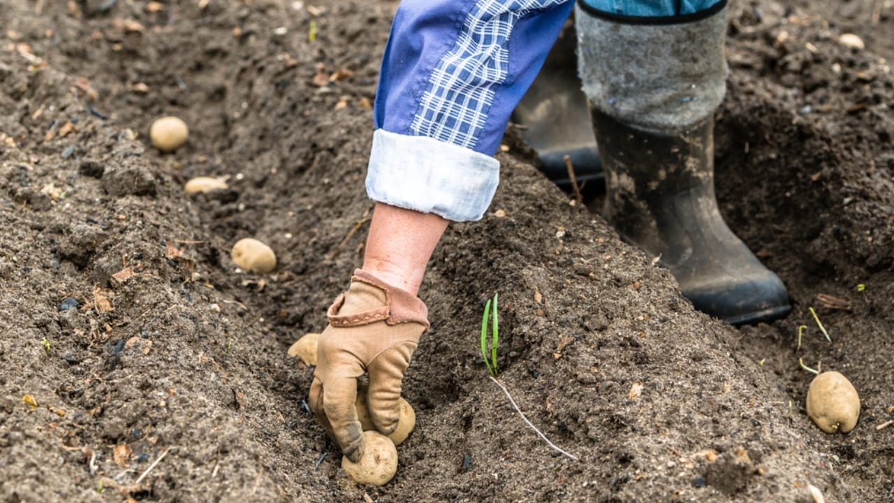Why Garden Pros Prefer Planting Potatoes in the Fall 3 Why Garden Pros Prefer Planting Potatoes in the Fall - potato planting dp193342018