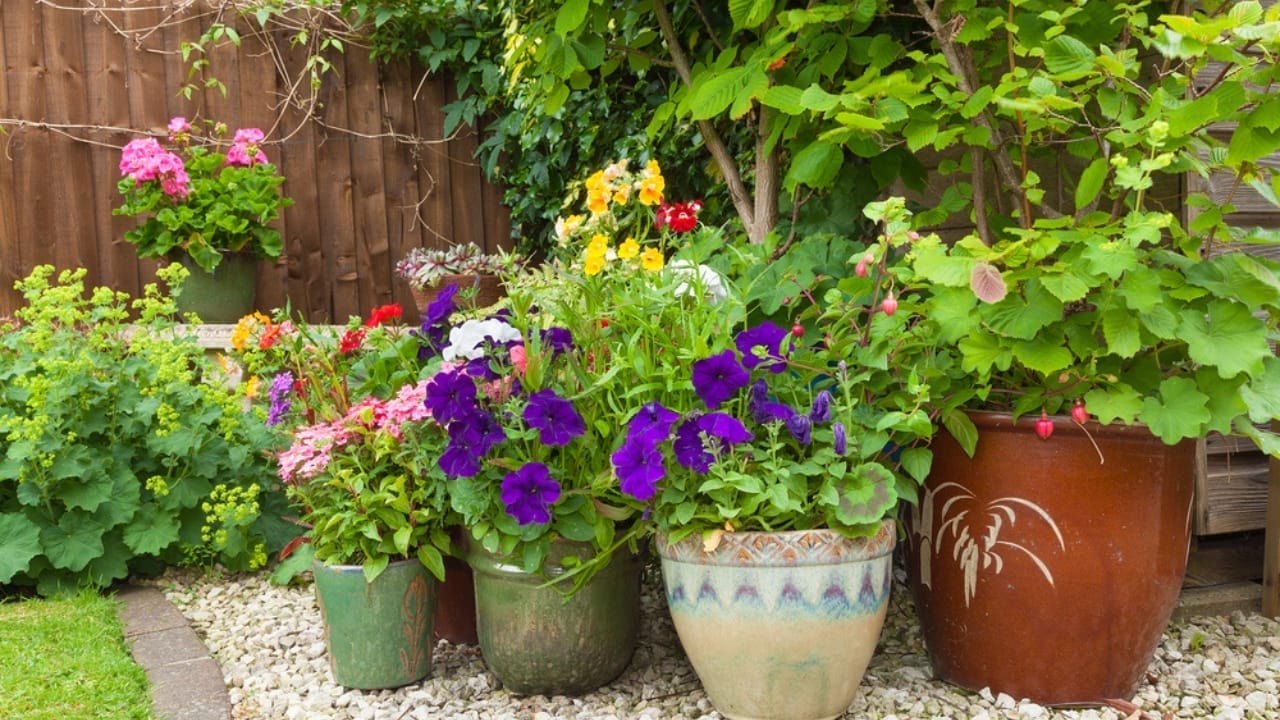 10 Ways to Banish Squirrels & Protect Your Potted Plants 11 10 Ways to Banish Squirrels & Protect Your Potted Plants - potted plants dp76474127