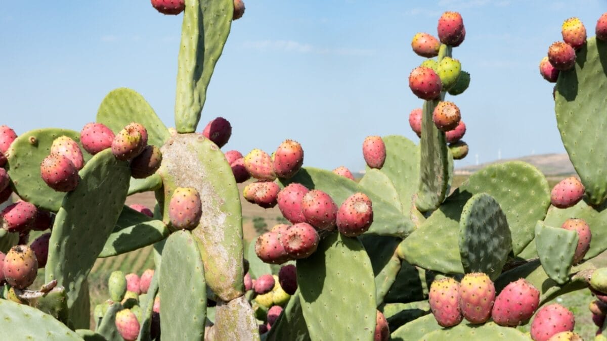 15 Plants Our Grandparents Ate to Survive the Great Depression - prickly pear cactus dp319662628