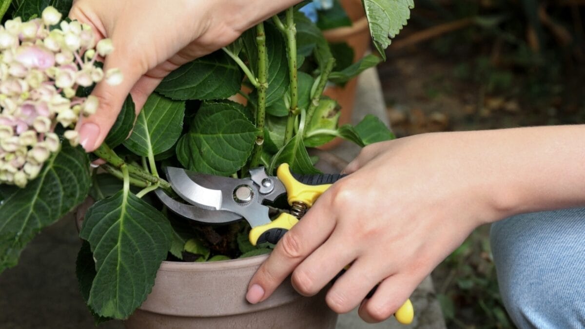 10 Well-Known Gardening Tips That May Be Sabotaging Your Hard Work 8 10 Well-Known Gardening Tips That May Be Sabotaging Your Hard Work - pruning plants ss2039809907