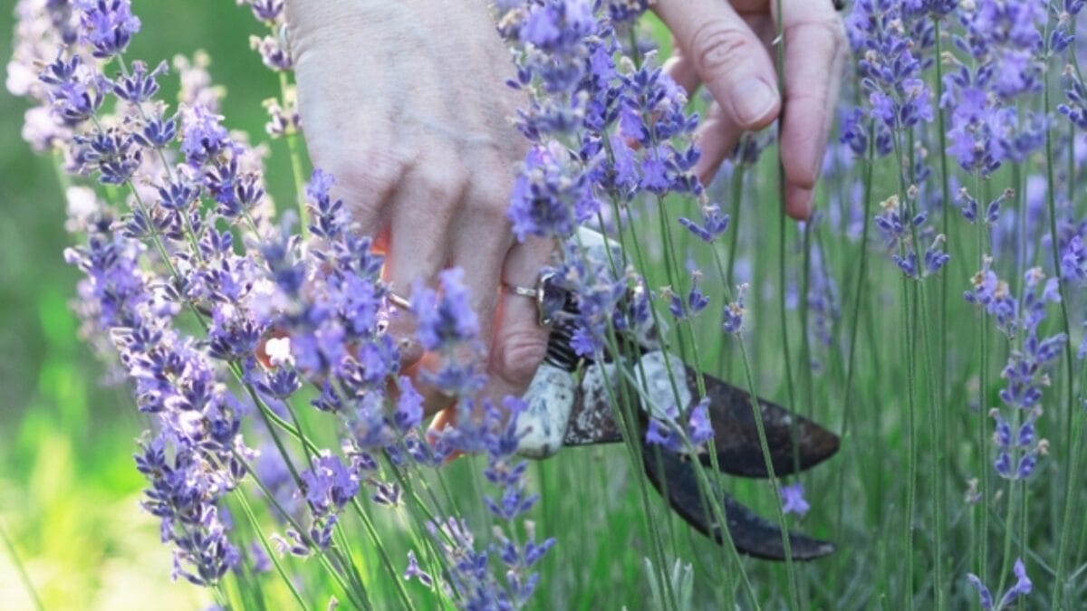 Maximize Your Lavender in Pots: Tips for Growing This Herb in Containers 5 Maximize Your Lavender in Pots: Tips for Growing This Herb in Containers - pruning ss2420572245