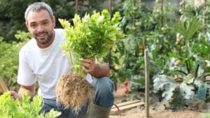 The Secret to Growing an Endless Supply of Fresh Celery on Your Windowsill From Store Bought Plant 1 The Secret to Growing an Endless Supply of Fresh Celery on Your Windowsill From Store Bought Plant - pulling celery ss84905269