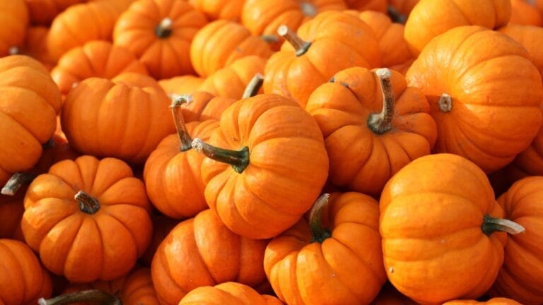 Last Call: Plant Your Pumpkins Now for Halloween 4 Last Call: Plant Your Pumpkins Now for Halloween - pumpkin ss562895437