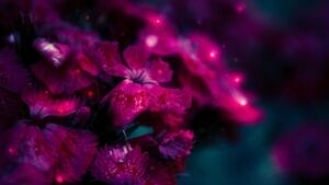 12 Awe-Inspiring Flowers That Bloom Under the Stars at Night 1 12 Awe-Inspiring Flowers That Bloom Under the Stars at Night - purple flower ss1461234776