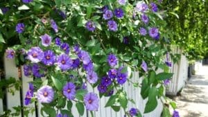 10 Fast-Growing Climbing Plants That Can Overrun Fences & Gardens 1 10 Fast-Growing Climbing Plants That Can Overrun Fences & Gardens - purple morning glory flowers ss770188522 1