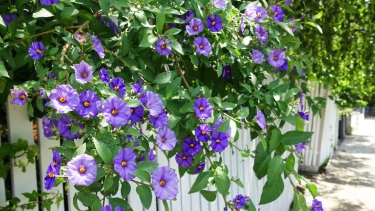 10 Fast-Growing Climbing Plants That Can Overrun Fences & Gardens 1 10 Fast-Growing Climbing Plants That Can Overrun Fences & Gardens - purple morning glory flowers ss770188522 1