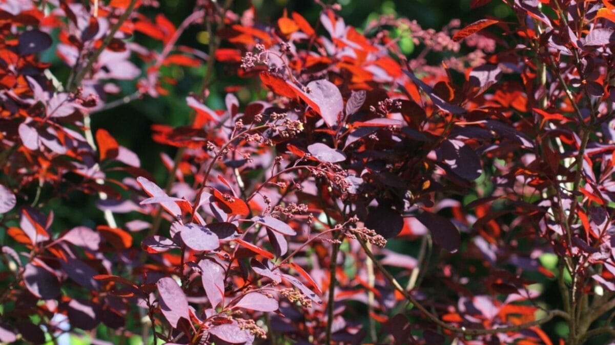 27 Alluring Dark Plants That’ll Make Your Garden Stand Out 18 27 Alluring Dark Plants That’ll Make Your Garden Stand Out - purple smoke bush ss2320177497