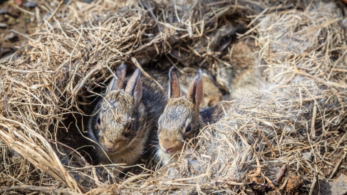 Think Twice Before Mowing Over Dead Grass Patches— Here's Why 3 Think Twice Before Mowing Over Dead Grass Patches— Here's Why - rabbit nest ss1368277265