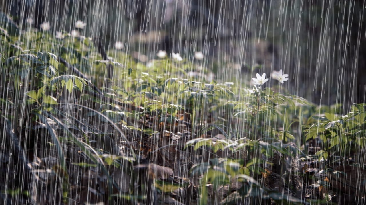 15 Garden Watering Mistakes That are Killing Your Plants 9 15 Garden Watering Mistakes That are Killing Your Plants - rainfall ss225510637