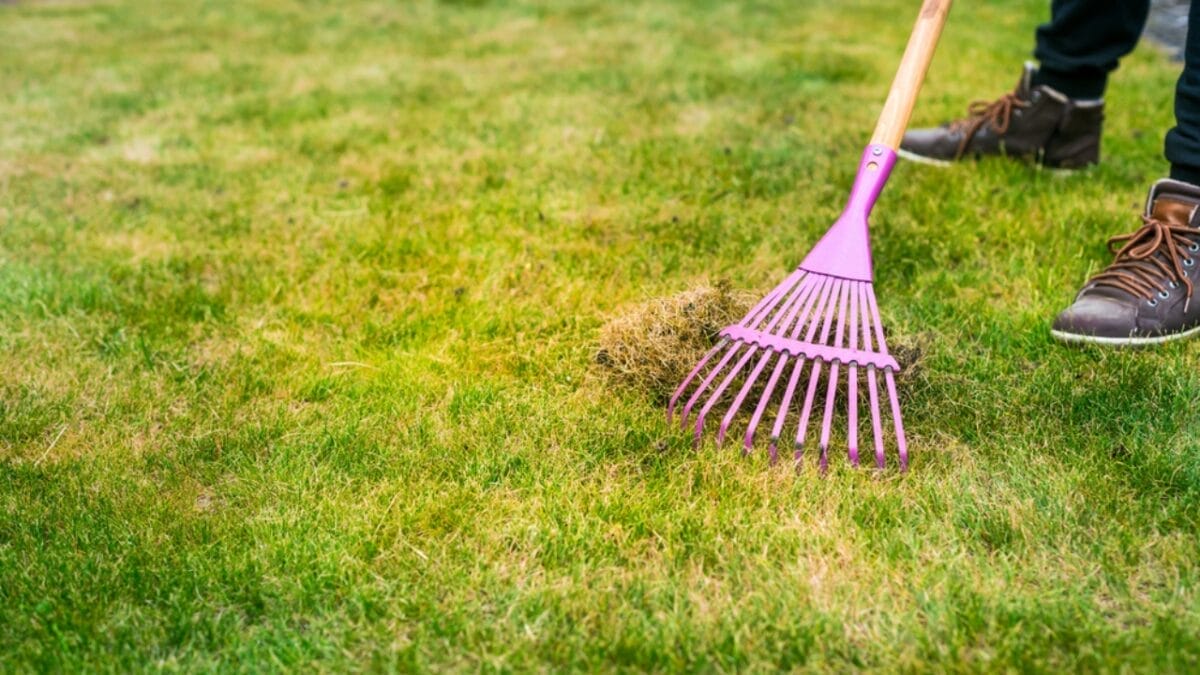 7-Simple Steps to Cultivating a Corsican Mint Lawn - rake lawn dp574047882