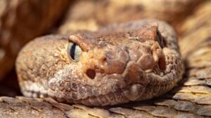 Rattlesnake 'Mega Den' Now Accessible Through Live 24/7 Webcam: 8 Things to Know 1 Rattlesnake 'Mega Den' Now Accessible Through Live 24/7 Webcam: 8 Things to Know - rattlesnake s2284024675