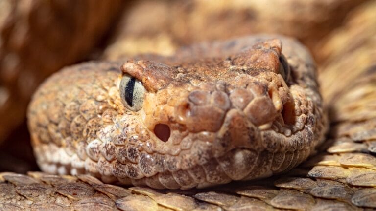 Rattlesnake 'Mega Den' Now Accessible Through Live 24/7 Webcam: 8 Things to Know 4 Rattlesnake 'Mega Den' Now Accessible Through Live 24/7 Webcam: 8 Things to Know - rattlesnake s2284024675