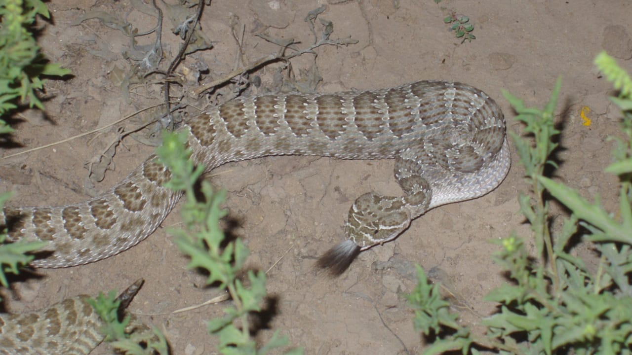 Rattlesnake 'Mega Den' Now Accessible Through Live 24/7 Webcam: 8 Things to Know 8 Rattlesnake 'Mega Den' Now Accessible Through Live 24/7 Webcam: 8 Things to Know - rattlesnake prairie eating rat ss1186088920
