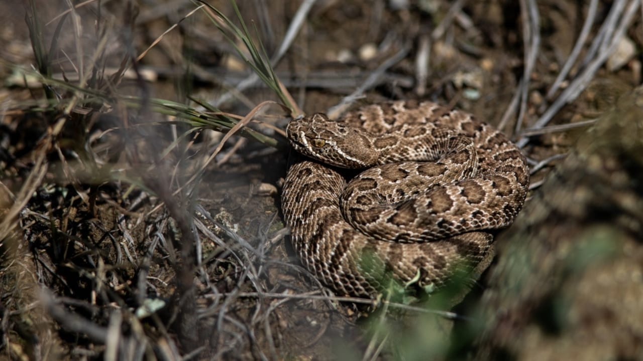 Rattlesnake 'Mega Den' Now Accessible Through Live 24/7 Webcam: 8 Things to Know 7 Rattlesnake 'Mega Den' Now Accessible Through Live 24/7 Webcam: 8 Things to Know - rattlesnake prairie ss2362006415