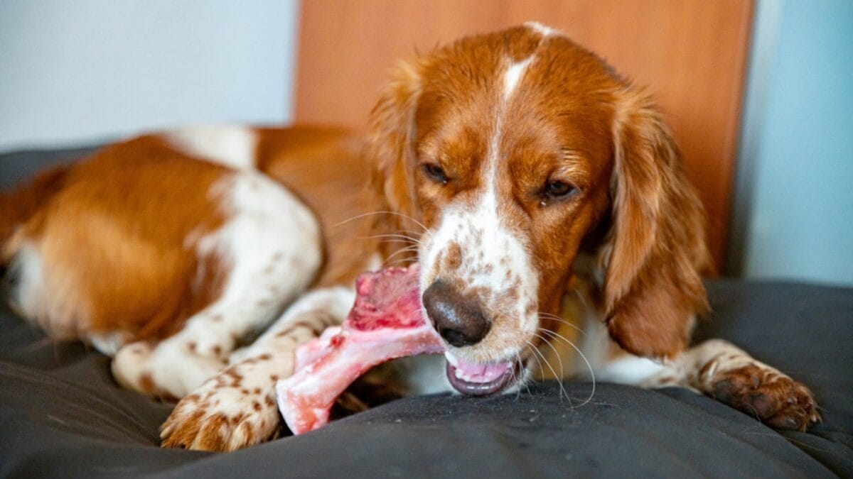 15 Alternatives to Brushing That Keep Your Dog’s Teeth Clean 3 15 Alternatives to Brushing That Keep Your Dog’s Teeth Clean - raw bone ss1792192652