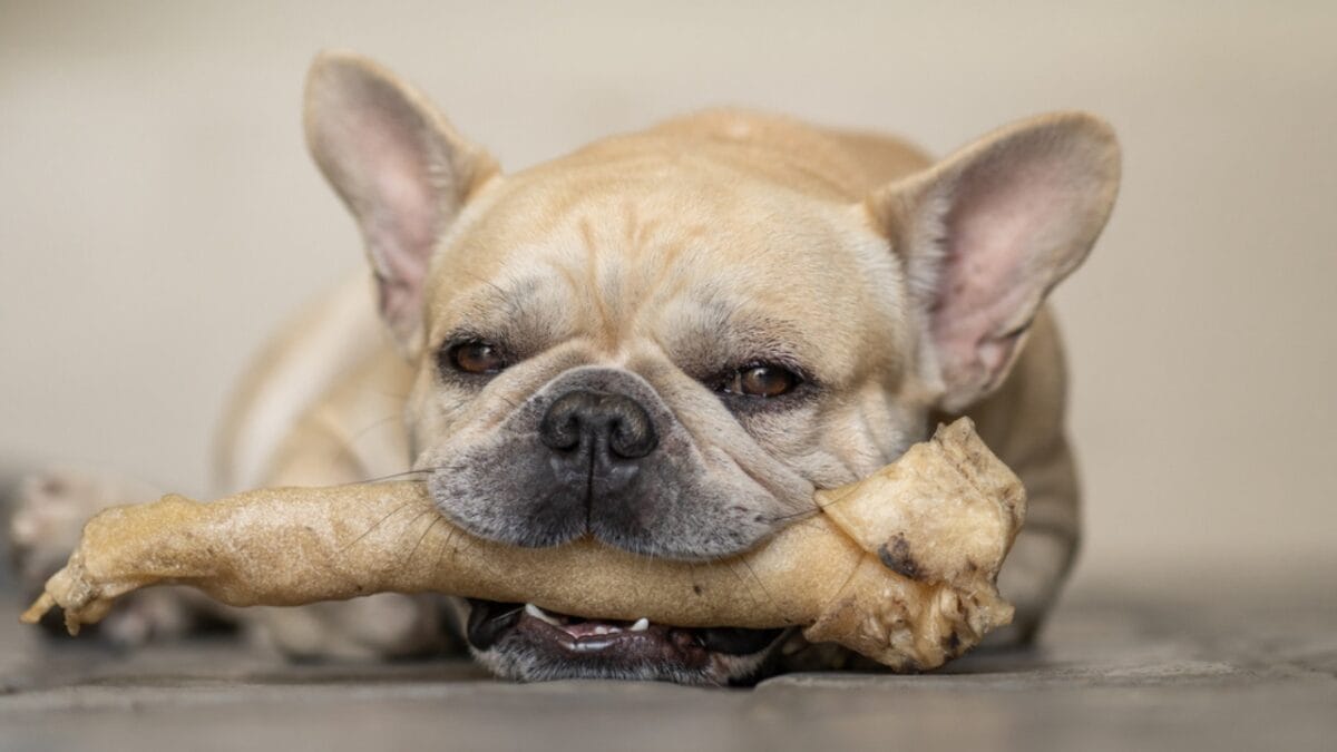 15 Alternatives to Brushing That Keep Your Dog’s Teeth Clean 13 15 Alternatives to Brushing That Keep Your Dog’s Teeth Clean - rawhide chews ss1675792387