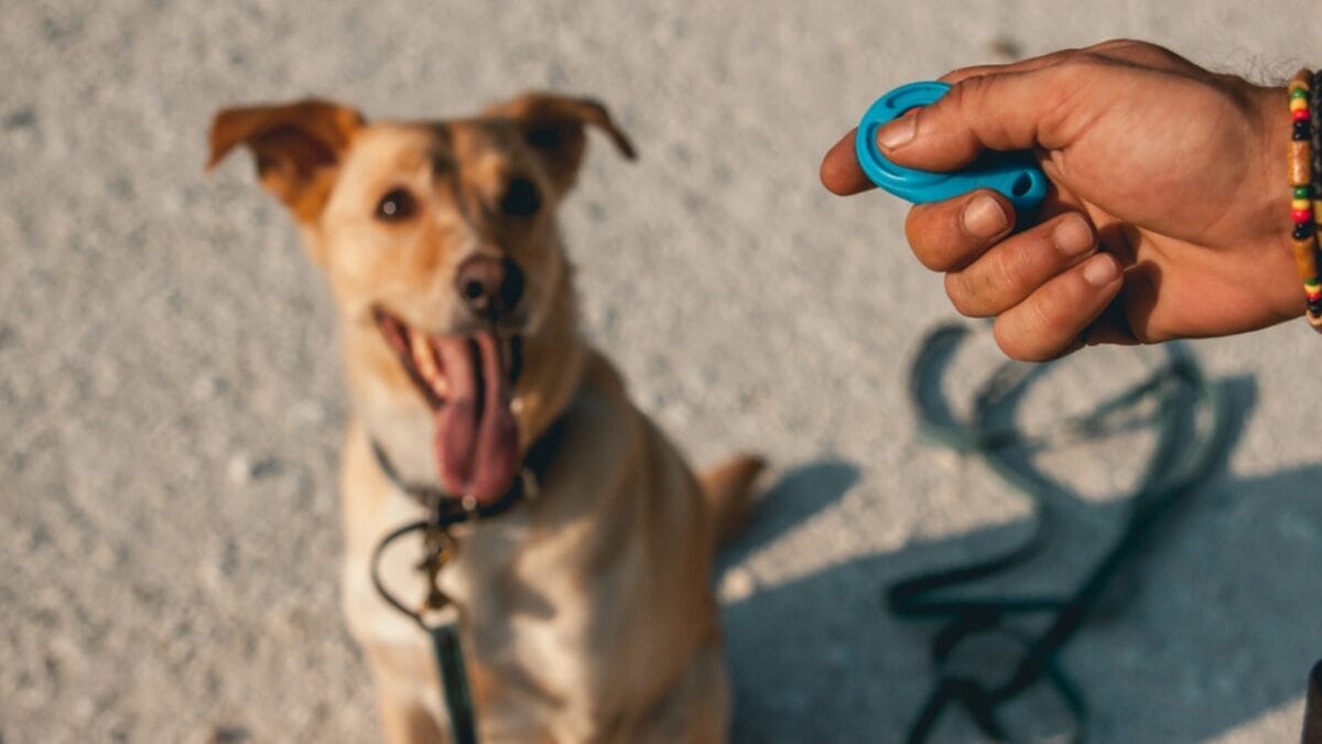 15 Tips for Successful Clicker Training Your Dog 4 15 Tips for Successful Clicker Training Your Dog - recharging clicker with dog ss1917512219