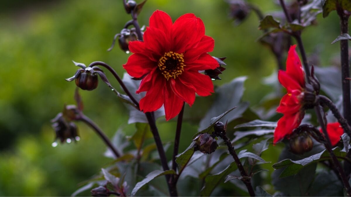 15 Perennials to Plant This Fall for a Vibrant Spring Garden 13 15 Perennials to Plant This Fall for a Vibrant Spring Garden - red Bishop of Llandaff Dahlia flowers ss2194351179