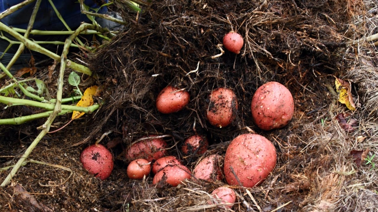 When to Harvest Potatoes for Maximum Yield: Avoid These Common Mistakes 4 When to Harvest Potatoes for Maximum Yield: Avoid These Common Mistakes - red pontiac potatoes dp502392966