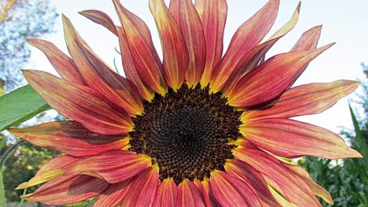 You'll See Sunflowers Differently After Learning These 10 Facts 7 You'll See Sunflowers Differently After Learning These 10 Facts - red sunflower wc