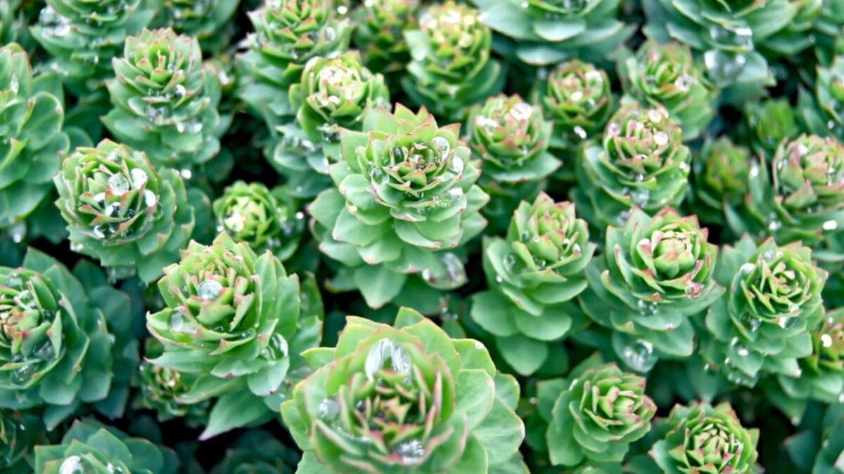 Say Goodbye to Brain Fog with These 13 Herbs 7 Say Goodbye to Brain Fog with These 13 Herbs - rhodiola rosea dp18725653