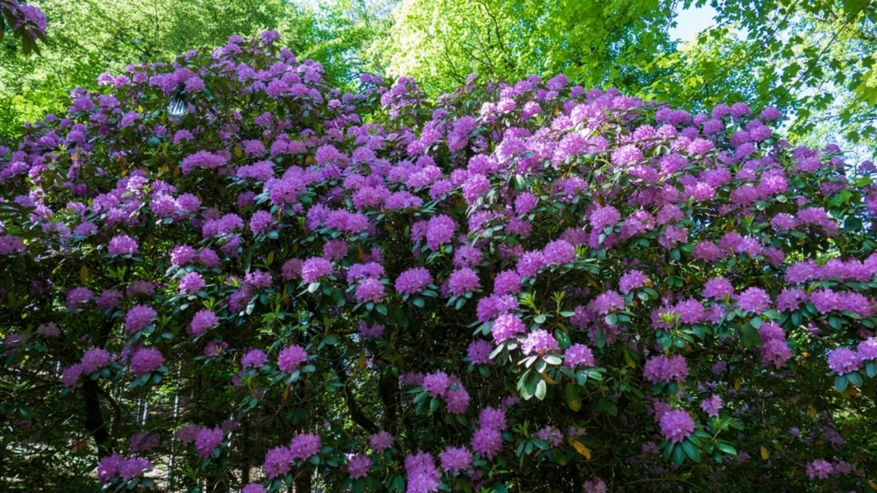 Your Leftover Coffee Grounds are Perfect for These 18 Acid-Loving Plants 6 Your Leftover Coffee Grounds are Perfect for These 18 Acid-Loving Plants - rhododendron bush ss2456653915