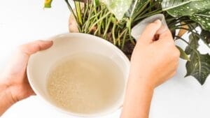 This "Leftover Water" is the Key to Lush, Thriving Plants 1 This "Leftover Water" is the Key to Lush, Thriving Plants - rice water ss286235480