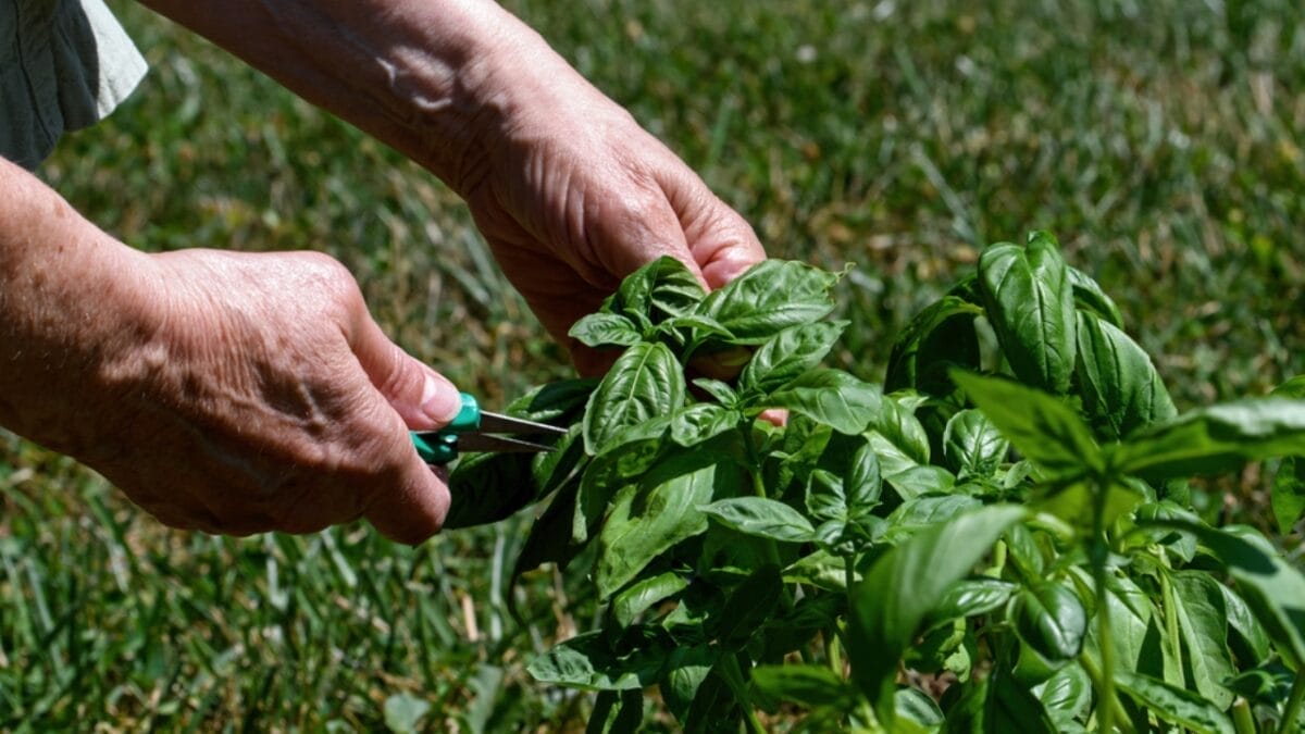 How to Cut Basil for an Abundant Harvest All Season Long 4 How to Cut Basil for an Abundant Harvest All Season Long - right way to harvest ss1786218122