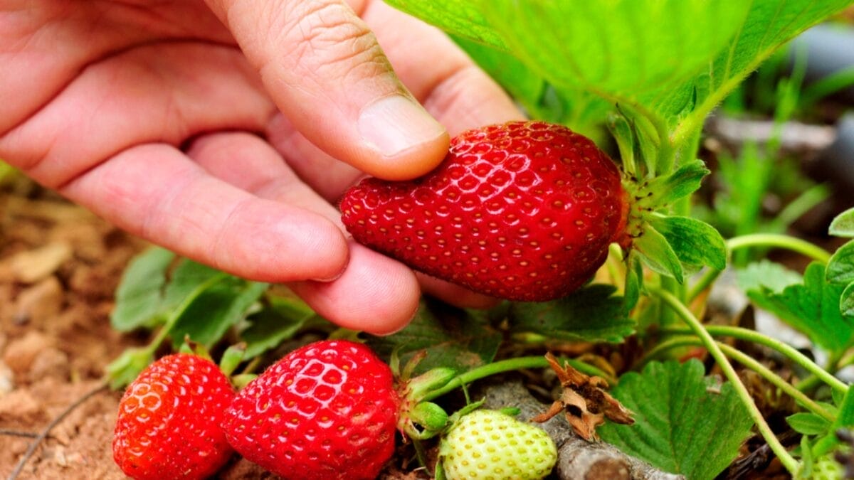 How to Harvest Fresh, Mouthwatering Strawberries in 10 Easy Steps - ripe strawberry dp71422401