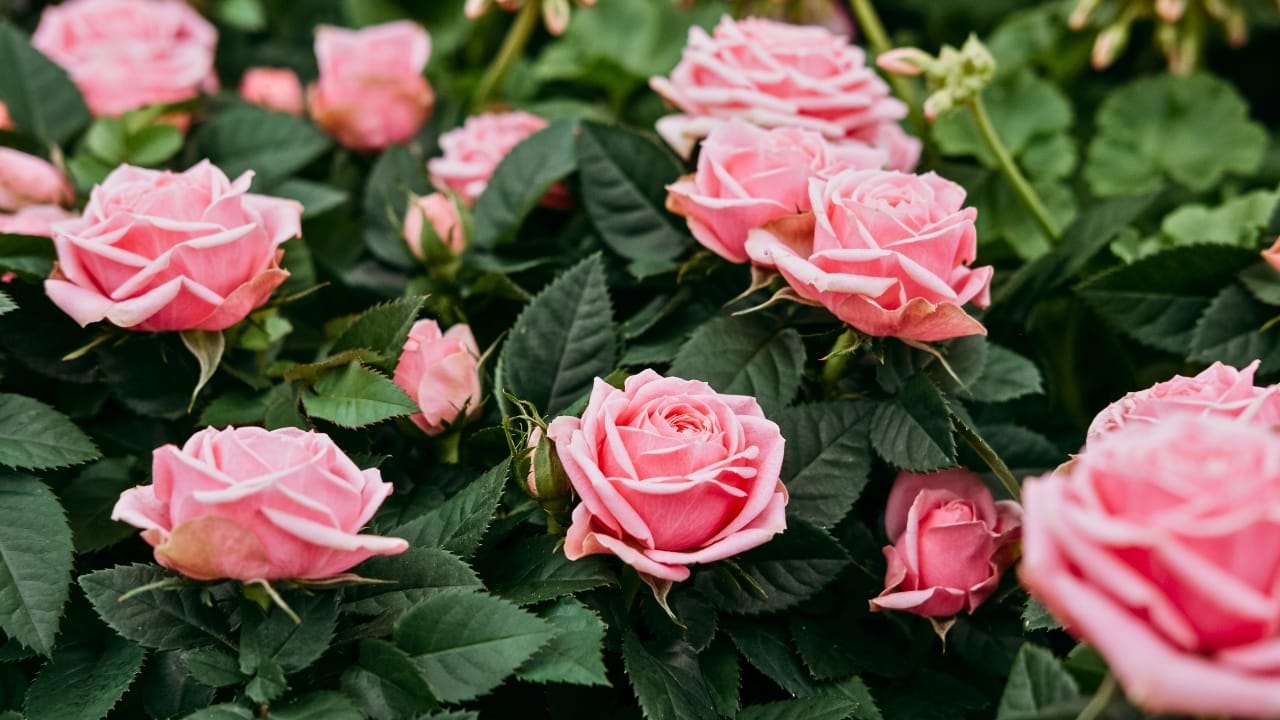 Your Leftover Coffee Grounds are Perfect for These 18 Acid-Loving Plants 13 Your Leftover Coffee Grounds are Perfect for These 18 Acid-Loving Plants - rose garden ss2325577281