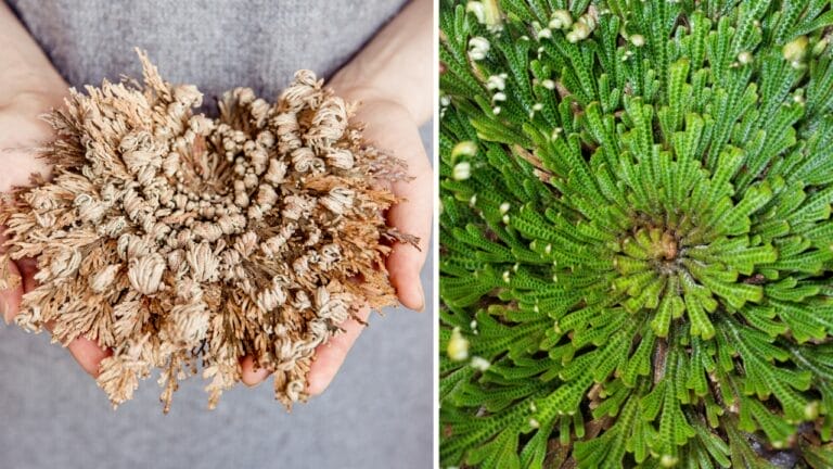 The Houseplant That Can Survive Up to 7 Years With No Water 1 The Houseplant That Can Survive Up to 7 Years With No Water - rose of jericho houseplant