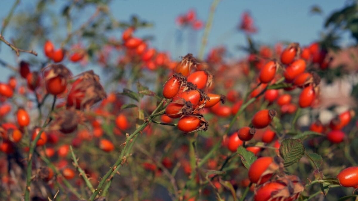 15 Perfect Plants for Your Homegrown Tea Garden 9 15 Perfect Plants for Your Homegrown Tea Garden - rosehips ss2371152039