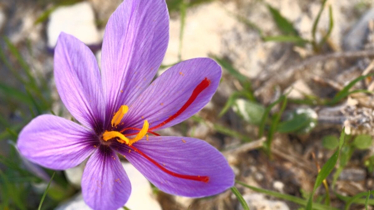 Say Goodbye to Brain Fog with These 13 Herbs 15 Say Goodbye to Brain Fog with These 13 Herbs - saffron dp34399161