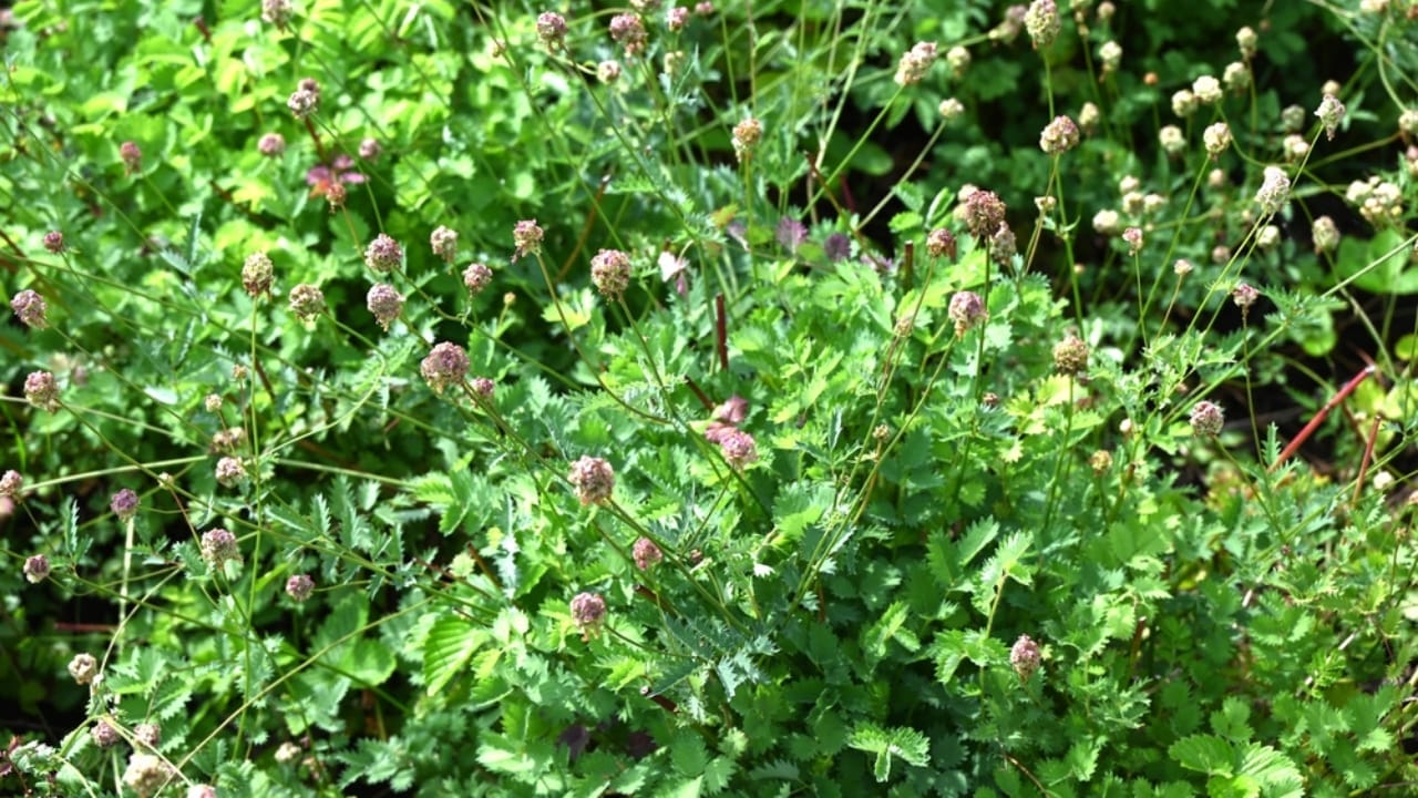 22 Perennial Herbs to Plant Now & Enjoy Forever 16 22 Perennial Herbs to Plant Now & Enjoy Forever - salad burnet dp731559870