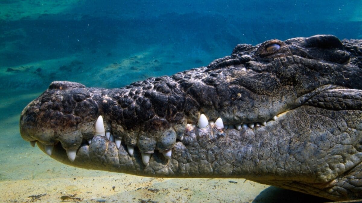 'Dominator’ – The World’s Largest Wild Crocodile Weighing Over 2,000 Pounds, As Big as a Small School Bus - saltwater crocodile close up dp31713987
