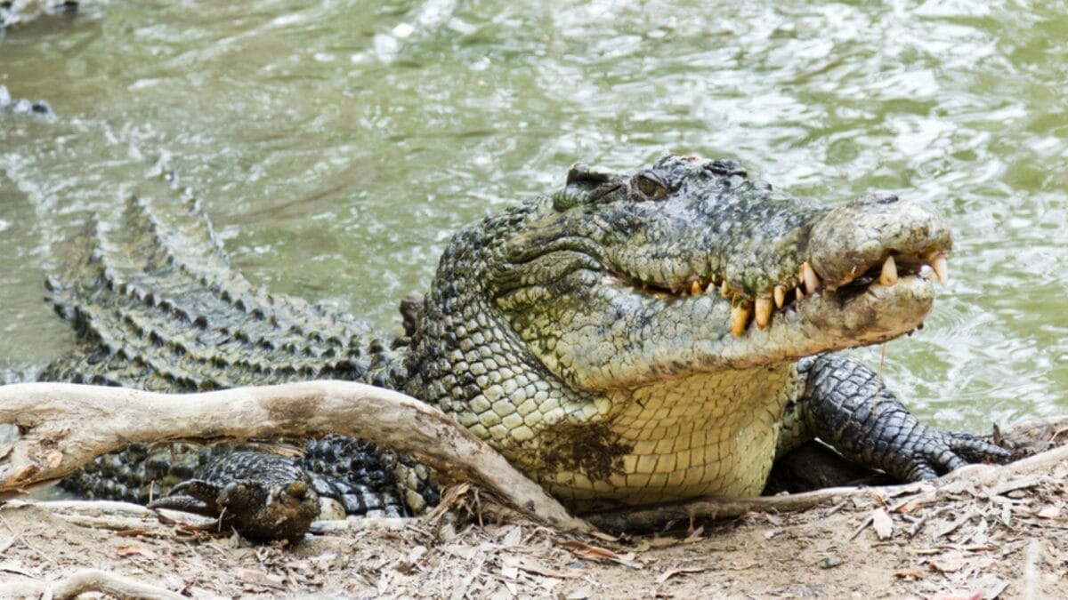 'Dominator’ – The World’s Largest Wild Crocodile Weighing Over 2,000 Pounds, As Big as a Small School Bus - saltwater crocodile dp105543036