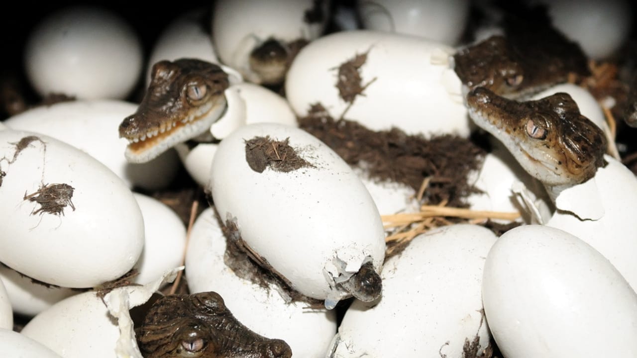 Ancient Predator Found in Nevada Rewrites Triassic Coastal History 4 Ancient Predator Found in Nevada Rewrites Triassic Coastal History - saltwater crocodile dp339792334