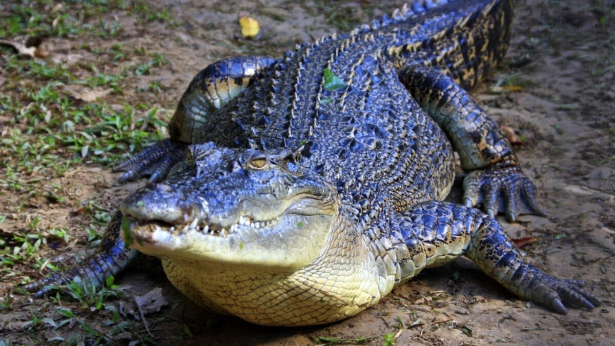 15 of the Most Extreme Animals Roaming Wild in North America - saltwater crocodile dp97981370