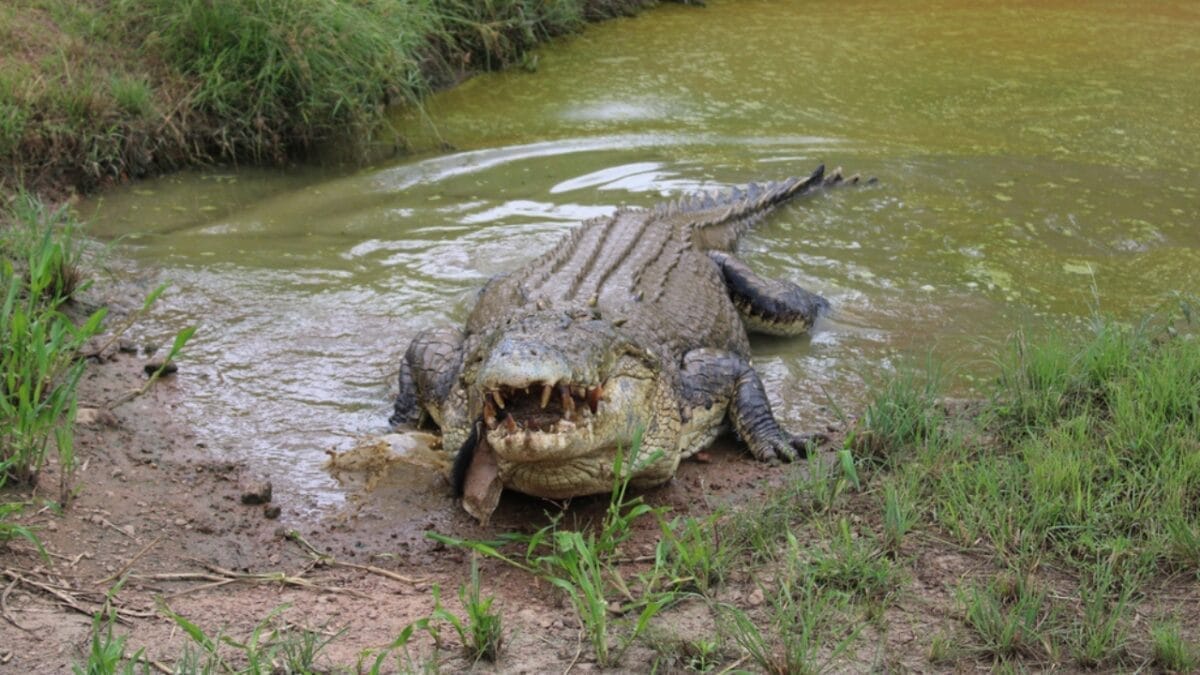 'Dominator’ – The World’s Largest Wild Crocodile Weighing Over 2,000 Pounds, As Big as a Small School Bus - saltwater crocodile male ss1860961834
