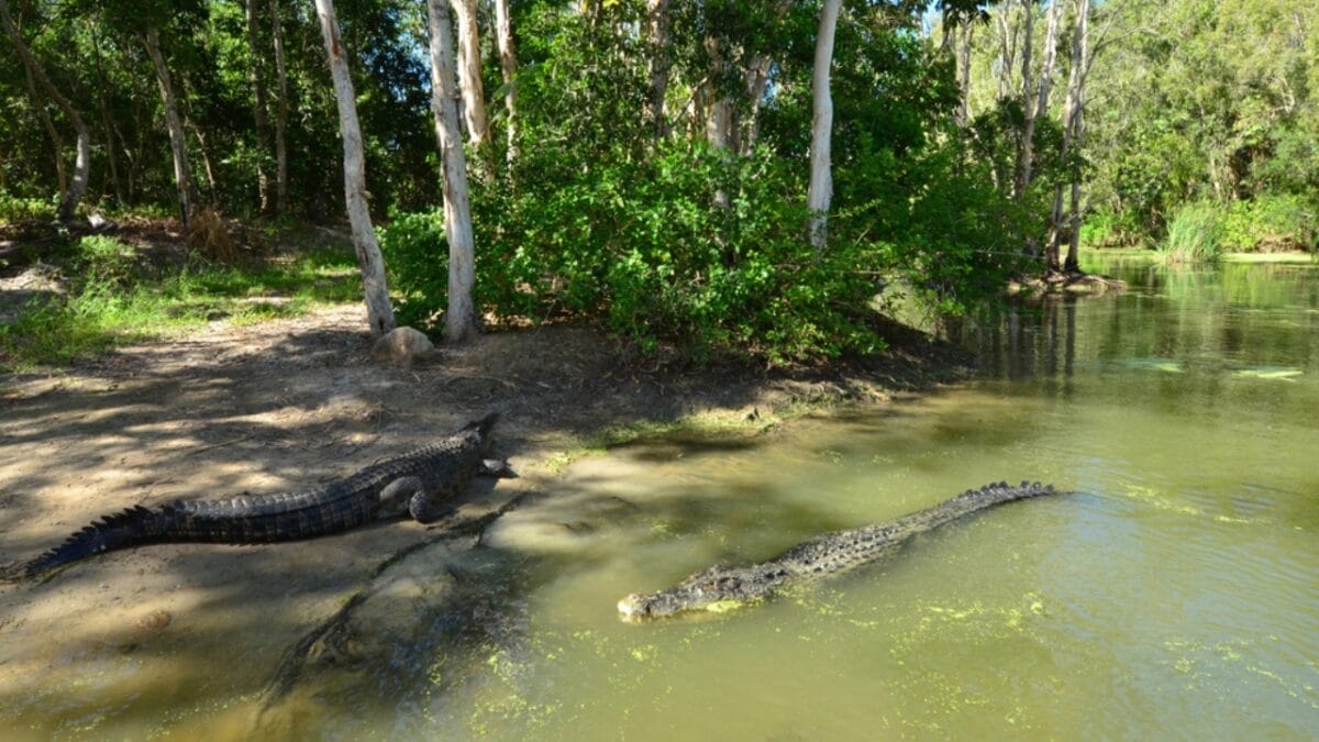 Still Alive: 18 Species That Have Outlasted Mass Extinctions 5 Still Alive: 18 Species That Have Outlasted Mass Extinctions - saltwater crocodiles dp109211806