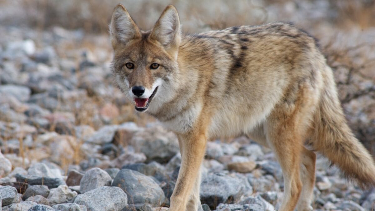 Hunting Coyotes Could Be Backfiring Across the U.S. - salvador coyote dp19820983