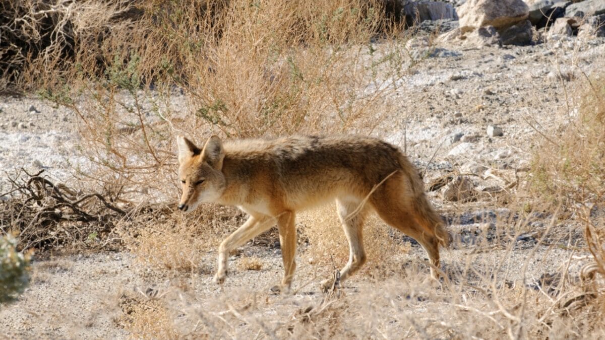 Explore the Pack: 19 Coyote Types to Know 11 Explore the Pack: 19 Coyote Types to Know - san pedro martir coyote dp177890336