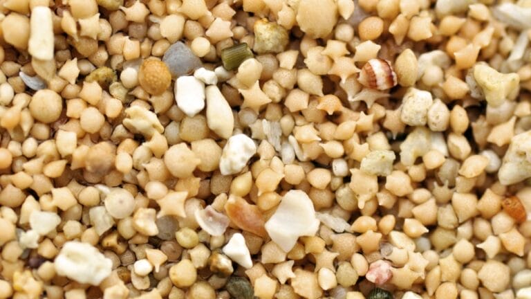 3 Beaches on Earth Where You Can Find Star-Shaped Sand 7 3 Beaches on Earth Where You Can Find Star-Shaped Sand - sand star shape ss97609298