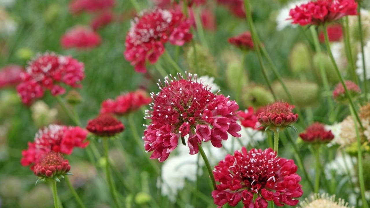 Plant These 12 Flower Seeds in September for Abundant Color Next Season 14 Plant These 12 Flower Seeds in September for Abundant Color Next Season - scabiosa ss2349450159