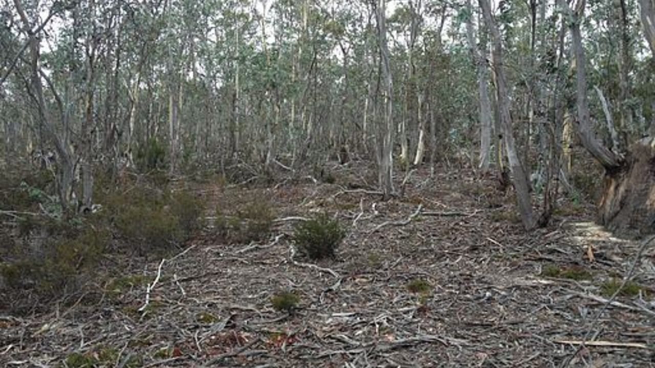 The Wasp with a Sting So Potent it Can Take Down a Cow 3 The Wasp with a Sting So Potent it Can Take Down a Cow - sclerophyll forests wc