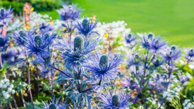 Grow These 10 Self-Seeding Plants for a Thriving, Self-Sustaining Backyard 5 Grow These 10 Self-Seeding Plants for a Thriving, Self-Sustaining Backyard - sea holly dp103060548